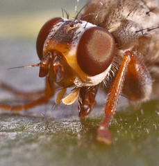 Spaziphora hydromyzina