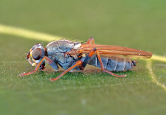 Spaziphora hydromyzina