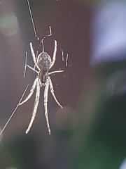 Araneomorphae