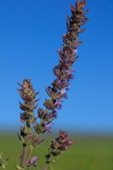 Salvia deserta