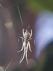 Araneomorphae