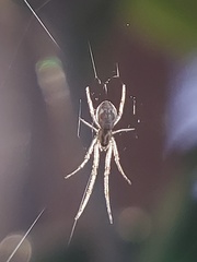 Araneomorphae