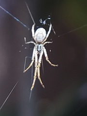 Araneomorphae