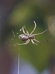 Araneomorphae