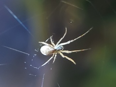 Araneomorphae