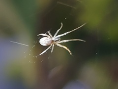 Araneomorphae
