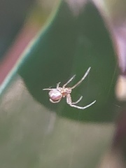 Araneomorphae