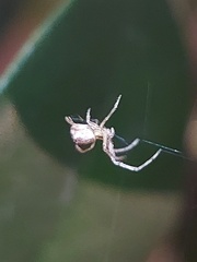 Araneomorphae