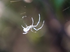 Araneomorphae
