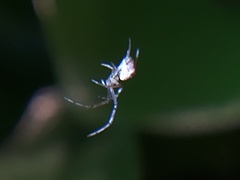 Araneomorphae