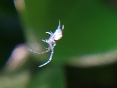 Araneomorphae
