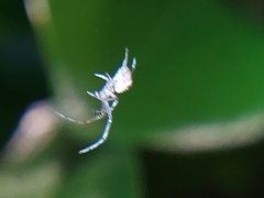 Araneomorphae