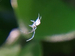 Araneomorphae