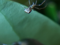 Araneomorphae