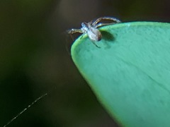 Araneomorphae