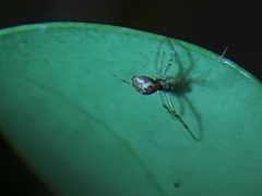 Araneomorphae
