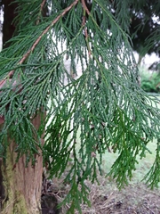 Cupressus × leylandii