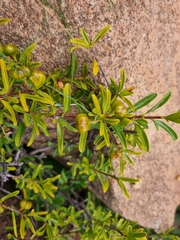 Turraea obtusifolia