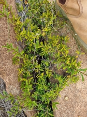 Turraea obtusifolia