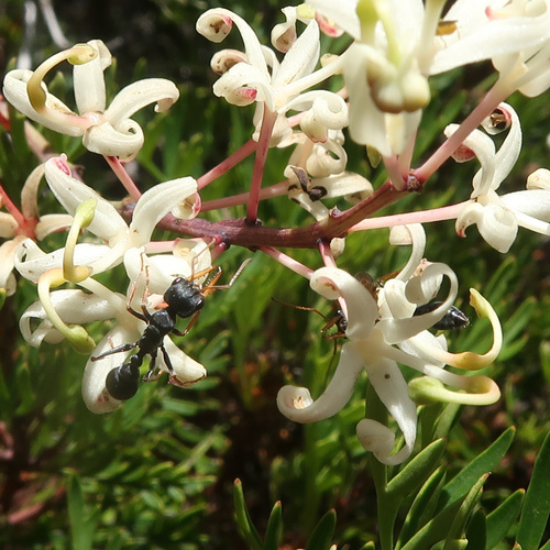 Jack Jumper Ant photo 2