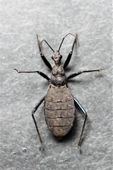 Coranus dilatatus
