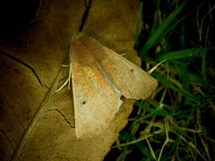 Dasycorsa modesta