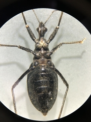 Coranus dilatatus