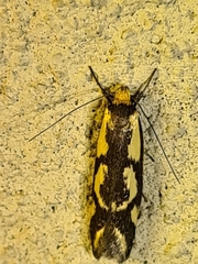 Palimmeces poecilella