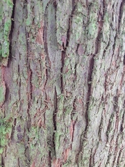 Cupressus × leylandii