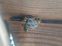 Polistes dominula