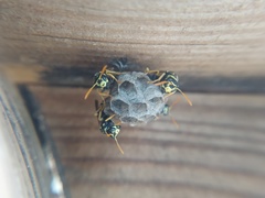 Polistes dominula
