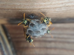 Polistes dominula