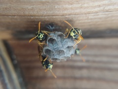 Polistes dominula