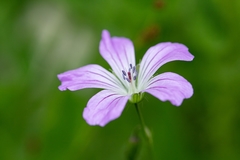 Geranium rectum