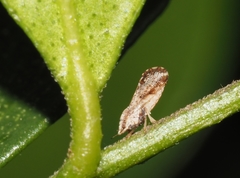 Diaphorina citri