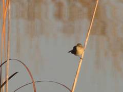 Phylloscopus collybita collybita