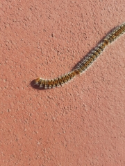 Thaumetopoea pityocampa