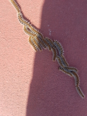 Thaumetopoea pityocampa