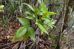 Phyllanthus pronyensis