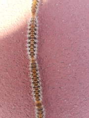 Thaumetopoea pityocampa