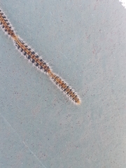 Thaumetopoea pityocampa