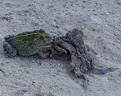 Pyxicephalus adspersus