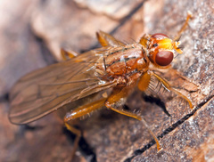 Norellisoma spinimanum