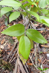Phyllanthus pronyensis