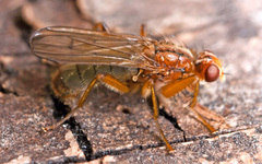 Norellisoma spinimanum