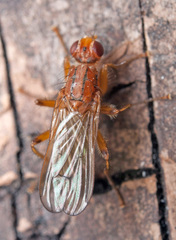 Norellisoma spinimanum