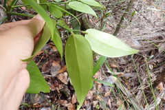 Phyllanthus pronyensis