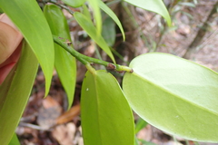 Phyllanthus pronyensis
