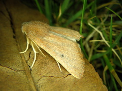 Dasycorsa modesta