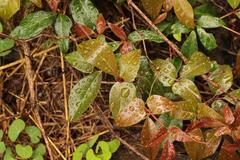 Rhoicissus revoilii